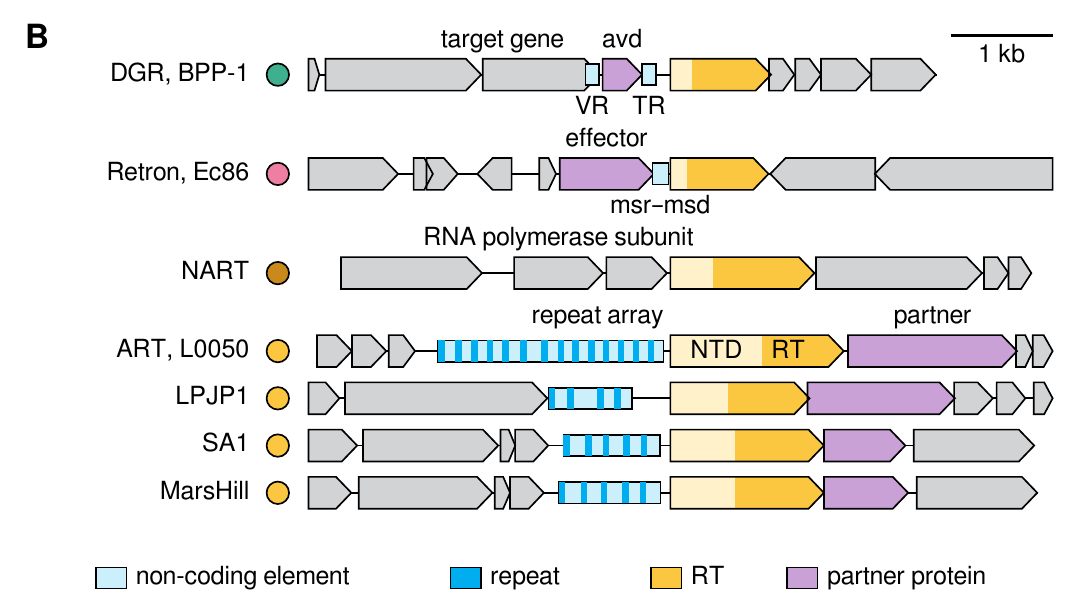 Original Figure 2B: DGR, retron and NART loci above; four ART loci below show neighboring blue repeat arrays, yellow reverse transcriptases and purple partner genes, with the color legend retained.
